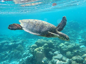 sea turtle