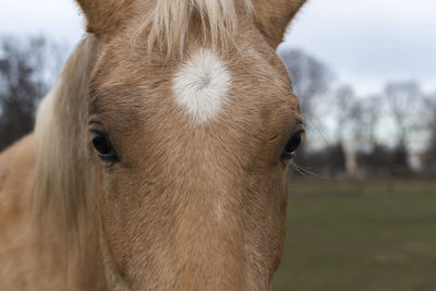 Close-up of horse