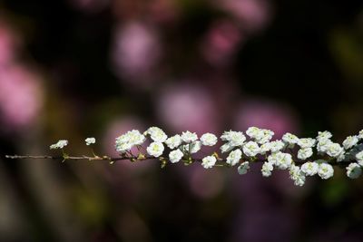 Close-up of purple flowering plant in park