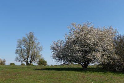 Trees on field against clear blue sky