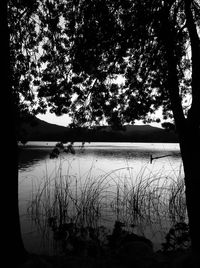 Silhouette trees by lake in forest against sky