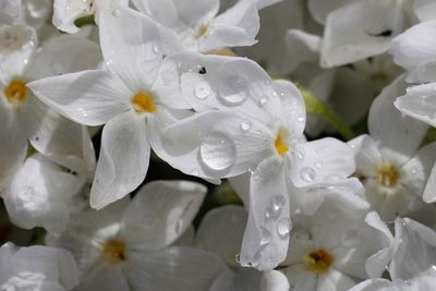 Close-up of wet white flowering plants