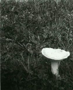 Close-up of mushroom growing on tree trunk