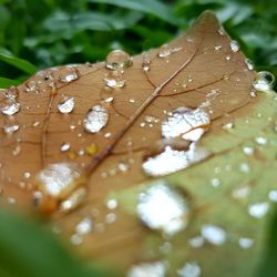 Macro shot of water drops on leaf