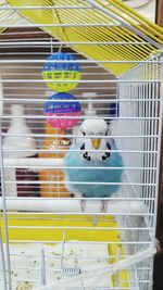 Close-up of bird in cage