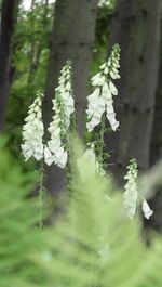 Close-up of flowers blooming on tree