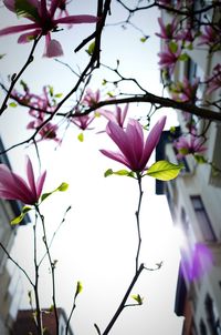 Close-up of pink flowering plant against tree