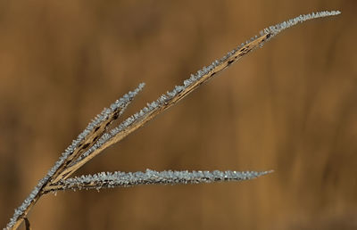 Close-up of plant during winter