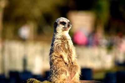 Close-up of a meerkat looking away