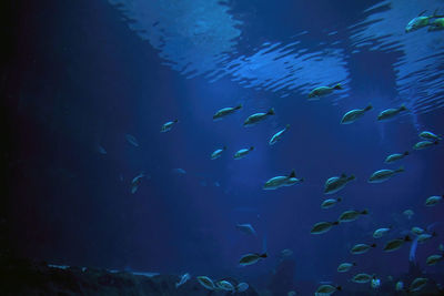 Low angle view of fish swimming in sea