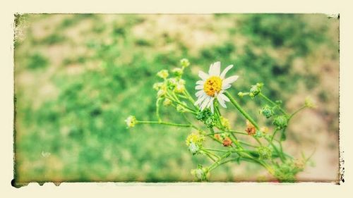 Close-up of yellow flowers