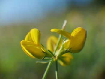 Close-up of yellow flower