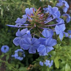 Close-up of purple flowering plant in park