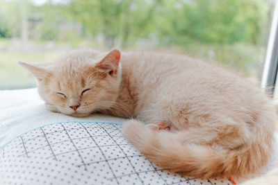 Cute shorthair cat sleeps on a pillow with sunny window in the background