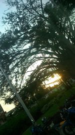 Low angle view of tree against sky