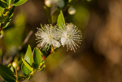 Close-up of white flowering plant