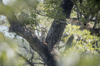 View of a bird on tree