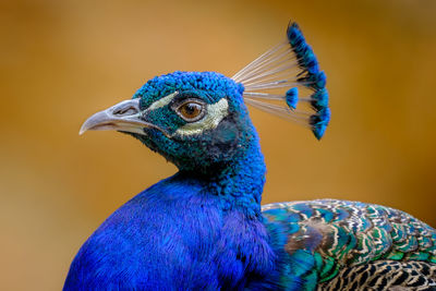 Close-up of peacock