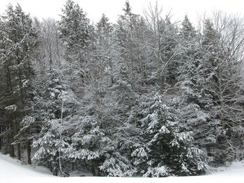 Scenic view of snow covered landscape