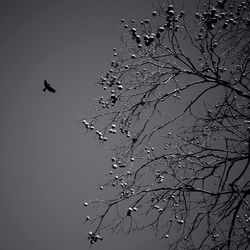 Low angle view of silhouette birds flying against clear sky