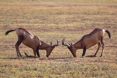 Side view of antelopes fighting on field