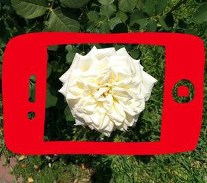 High angle view of white roses blooming outdoors