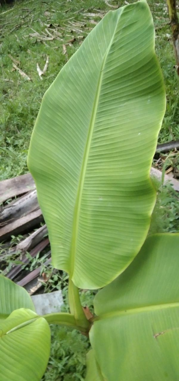 HIGH ANGLE VIEW OF GREEN LEAVES