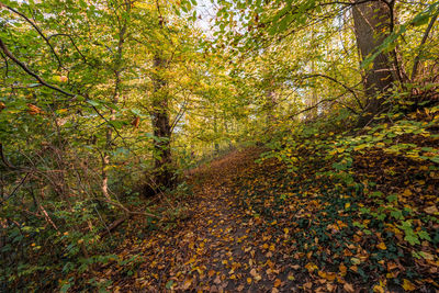 Trees in forest during autumn