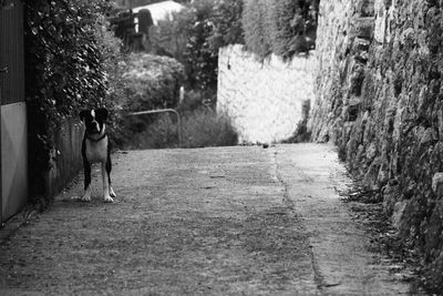 Full length of a cat