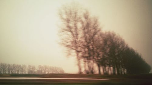 Bare trees on grassy field