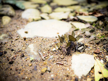 Close-up of insect