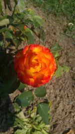 Close-up of red rose blooming outdoors