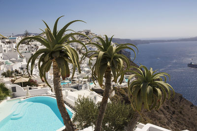 Palm trees by swimming pool against sky