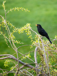 Bird perching and singing on a willow tree branch, blackbird, turdus merula