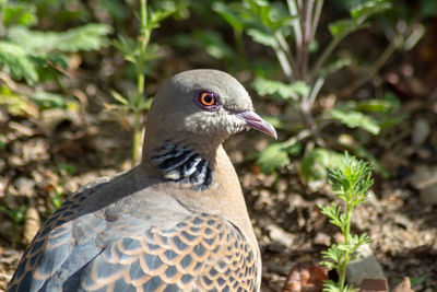 Close-up of a bird looking away