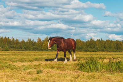 Horses in a field