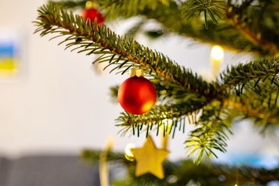 Close-up of christmas tree