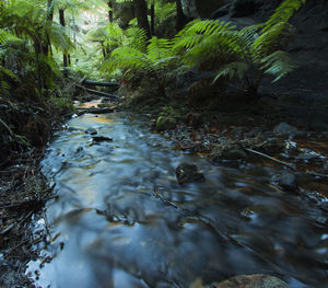 Stream flowing through forest