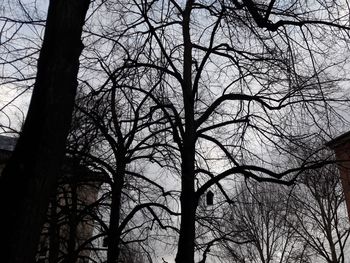 Low angle view of silhouette bare trees against sky