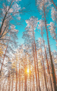 Low angle view of trees in forest