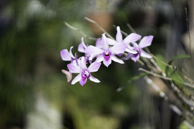 Close-up of purple flowering plant