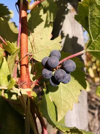 Close-up of grapes growing in vineyard