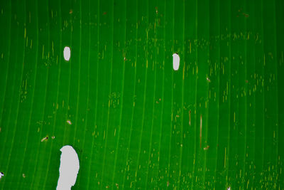 Full frame shot of wet leaves