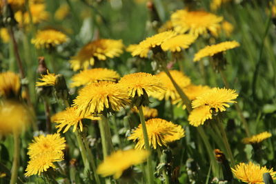 Close-up of yellow flowering plants