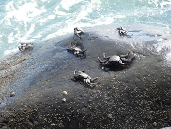 High angle view of birds on beach