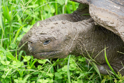 Close-up of a turtle on field