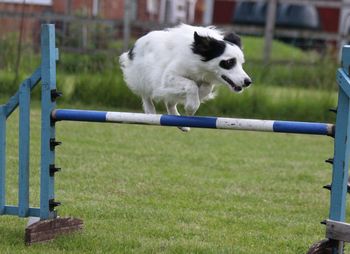 Dog running on grassland