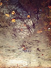 High angle view of fallen leaves