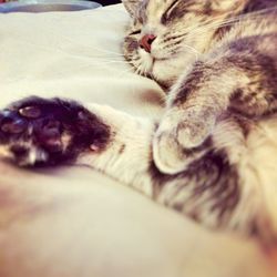 Close-up of cat sleeping on bed