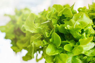 Close-up of chopped green leaves